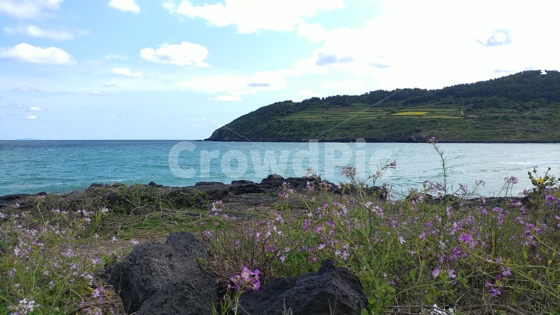 바다,맑은하늘,힐링,꽃,섬,함덕해수욕장,자연,풍경,nature,landscape,outdoors,옥외,land,땅,shoreline,해안선,water,물,ocean,대양,sea,promontory,곶,coast,연안