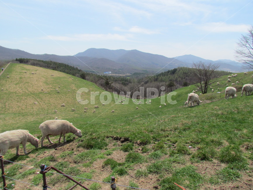 outdoors,옥외,nature,자연,field,양,sheep,grassland,들,mammal,포유류,animal,동물,목초지,들판,양때,동물,animal,포유류,mammal