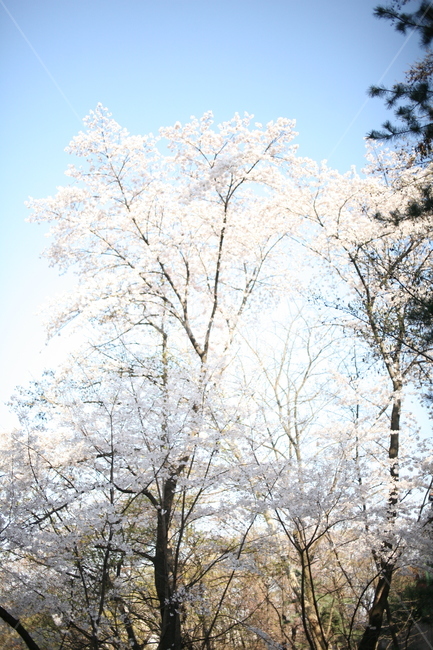 꽃,벚꽃,cherryblossom,blossom,식물,나무,tree,풍경,plant