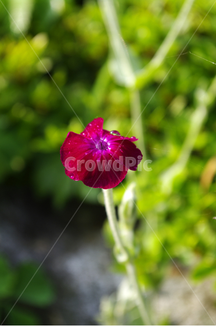 우단동자,꽃,식물,flower,plant,식물,자연,plants,nature,꽃,flower