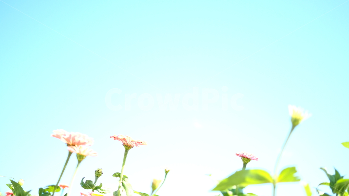 하늘,코스모스,연한하늘,파스텔하늘,가을