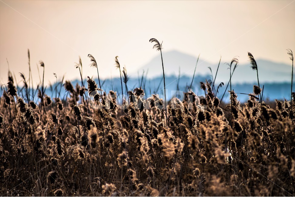 갈대,풍경,자연,풀,가을,겨울,계절,winter,season,자연,풍경,nature,landscape,plant,식물,grass,잔디,lawn,reed