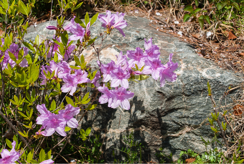 산철쭉,철쭉,봄,꽃,생화,공원,식물,조경,분홍,spring,season,flowe,만개,만발,자연,향기,아름다운,화사한,나뭇가지,봄꽃,돌,봄,계절,spring,season,식물,자연,plants,nature,꽃,flower,blossom,geranium,제라늄,plant
