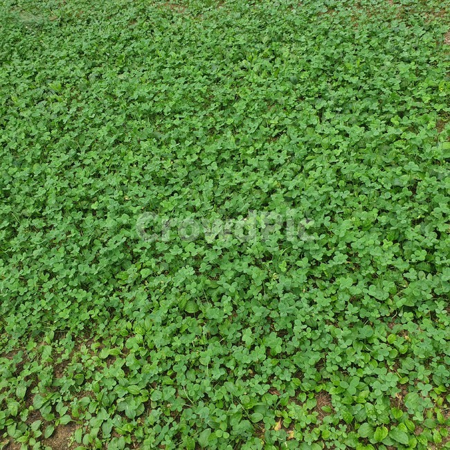 네잎클로버,클로버,세잎클로버,잔디,풀,식물,초록식물,초록색,plant