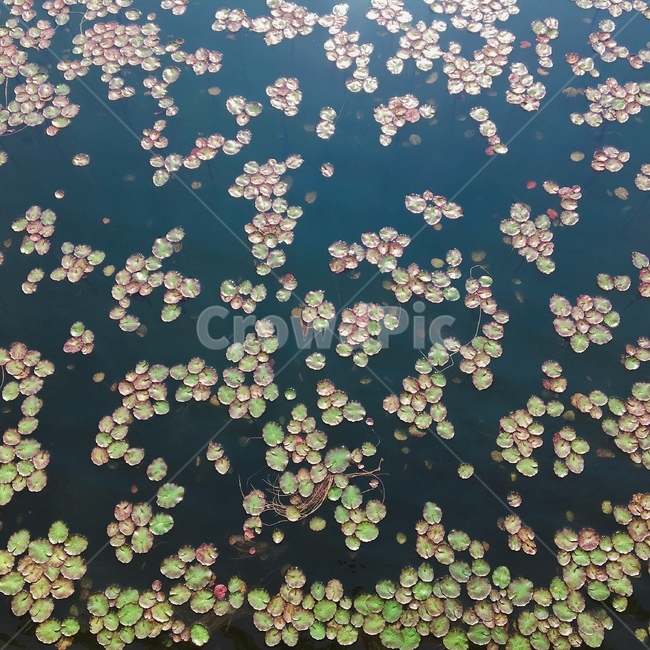 호수,연지공원,공원,수중식물,봄,식물,자연,plants,nature
