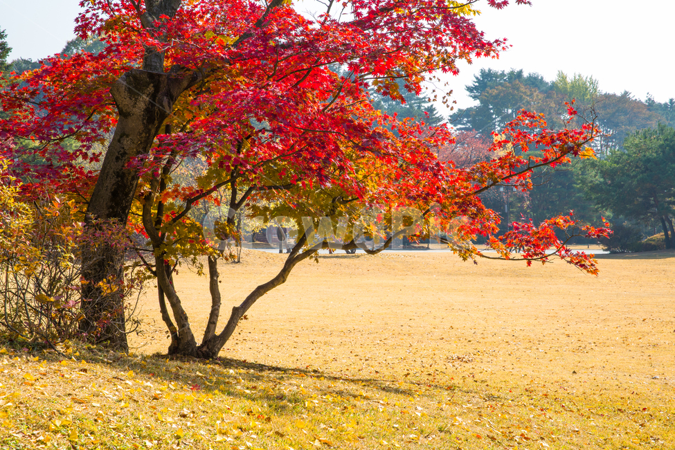 자연,풍경,경치,가을,추경,만추,계절,단풍,단풍잎,낙엽,붉은,빨간,노란,울긋불긋,공원,정원,단풍길,가을길