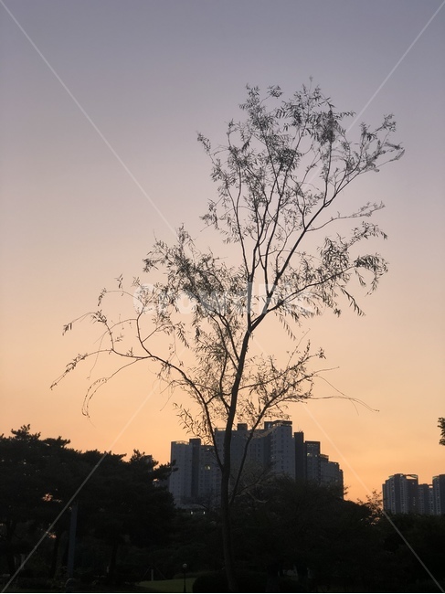 silhouette,실루엣,nature,자연,outdoors,나무,tree,감성,sunset,dawn,해질녘,석양,쓸쓸함,새벽,일몰,하늘,sky,옥외,포근함,황혼,나무,trees,wood