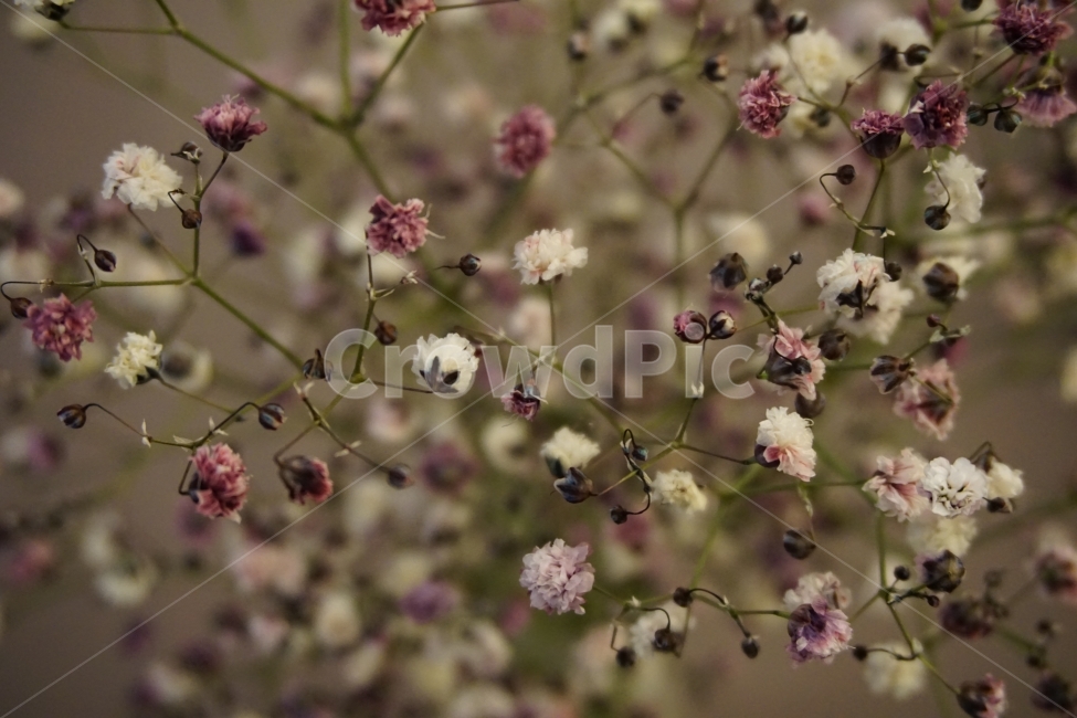 꽃,드라이플라워,flower,dryflower,감성,식물,자연,plants,nature,꽃,flower