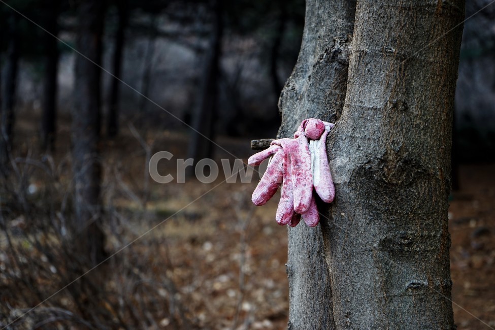겨울,산,나무,숲,자연,장갑,목장갑,나무,trees,wood