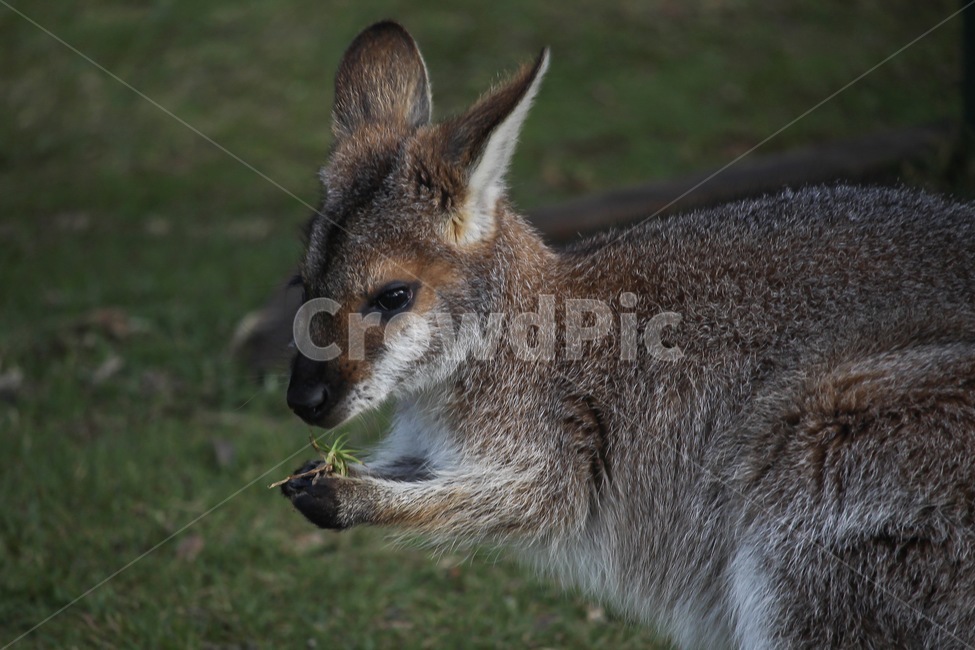 왈라비,풀먹는왈라비,새끼왈라비,와일드라이프,호주왈라비,wallaby,babywallaby,동물,animal,포유류,mammal