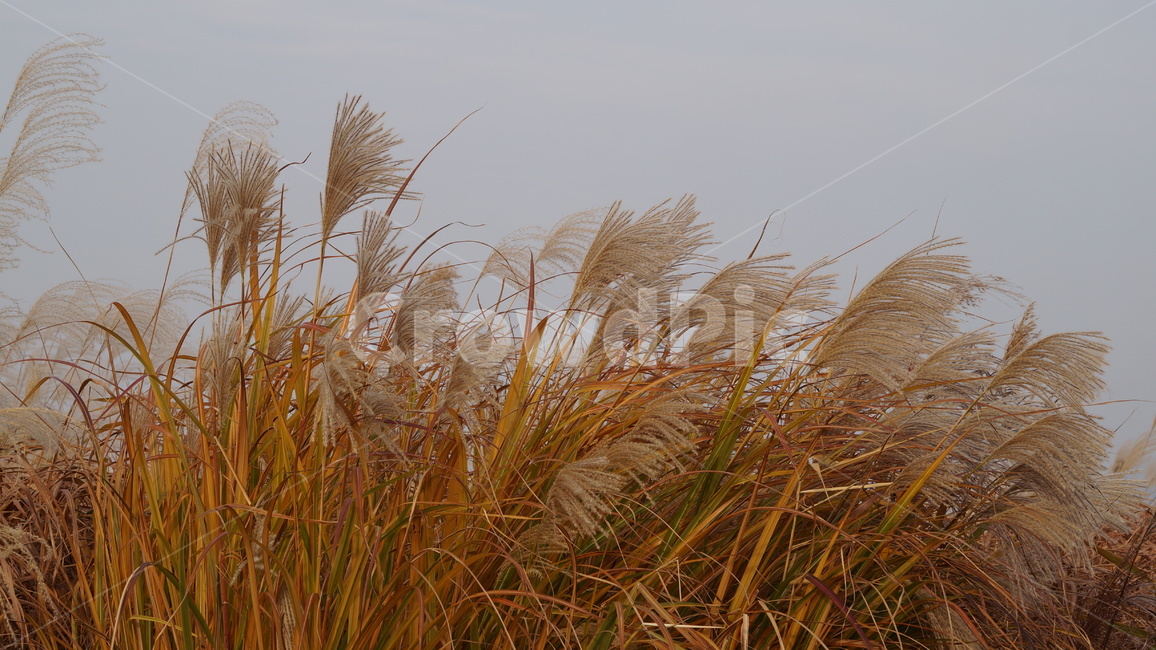 가을,가을풍경,하늘공원,억세풀,갈대,가을,계절,fall,autumn,season,식물,자연,plants,nature,grass,잔디,plant,lawn,reed