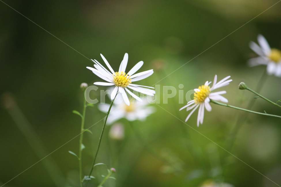 데이지,daisy,flower,꽃,아웃포커싱,outfocusing,nature,자연,식물,plants,out,green,식물,자연,plants,nature,꽃,flower