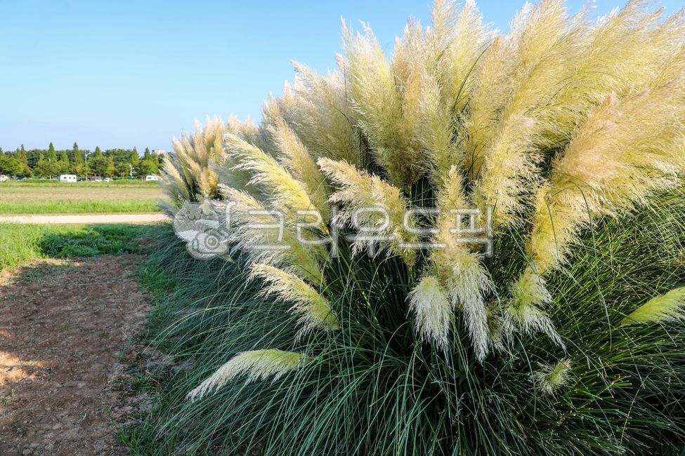 팜파스,팜파스그라스,대형억새,억새,팜파스식재,pampas,pampasgrass,bigbillionyearold,pampasvegetable