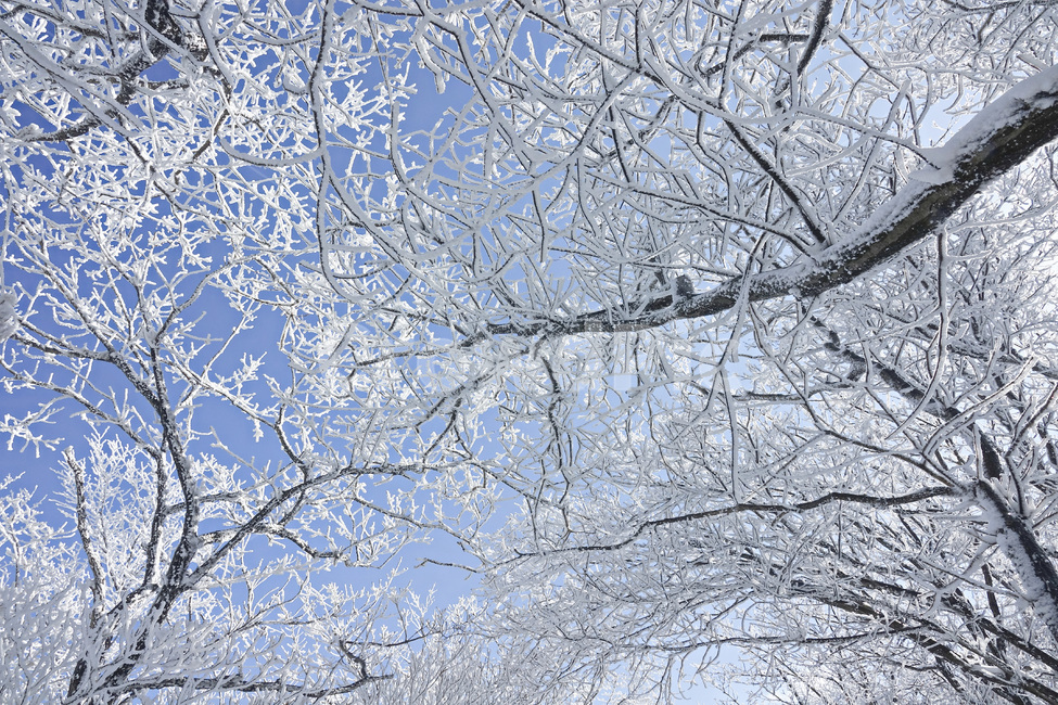 눈,눈꽃,설경,겨울,자연,나무,snow,겨울,계절,winter,season
