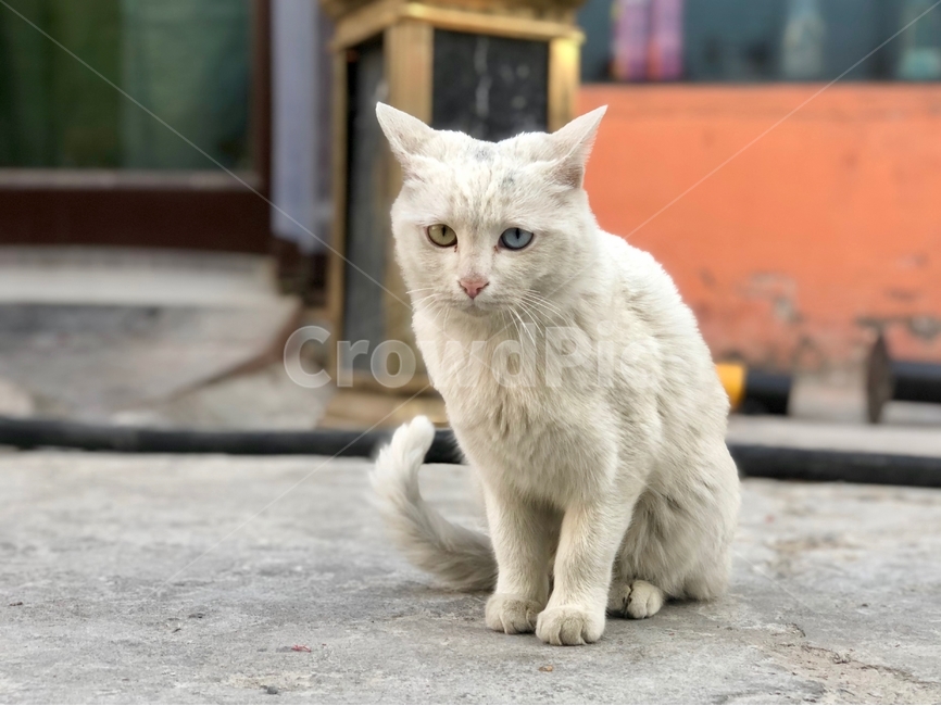 오드아이,고양이,길고양이,흰색고양이,동물,cat,anima,straycat,oddeye,동물,animal,포유류,mammal,고양이,cat,kitten,kitty
