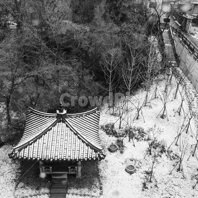 눈,snow,겨울,winter,정자,한국,건물,traditional,tree,나무,풍경,겨울,계절,winter,season,자연,풍경,nature,landscape,흑백,모노톤,monochrome,black and white