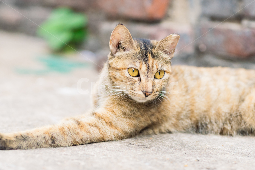 고양이,캣,cat,길냥이,길고양이,길냥,냥이,고양,동물,동물,animal,포유류,mammal,고양이,cat,kitten,kitty
