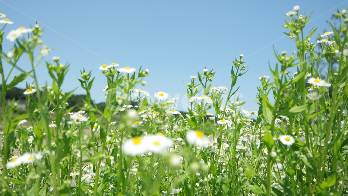 개망초꽃,꽃사진,파란하늘,배경,개망초,식물,자연,plants,nature,꽃,flower