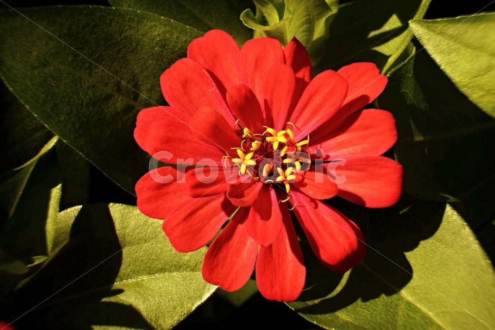 꽃,아름다움,정원,식물,자연,flower,bloom,beauty,plant,nature,beautiful,식물,자연,plants,nature,꽃,flower