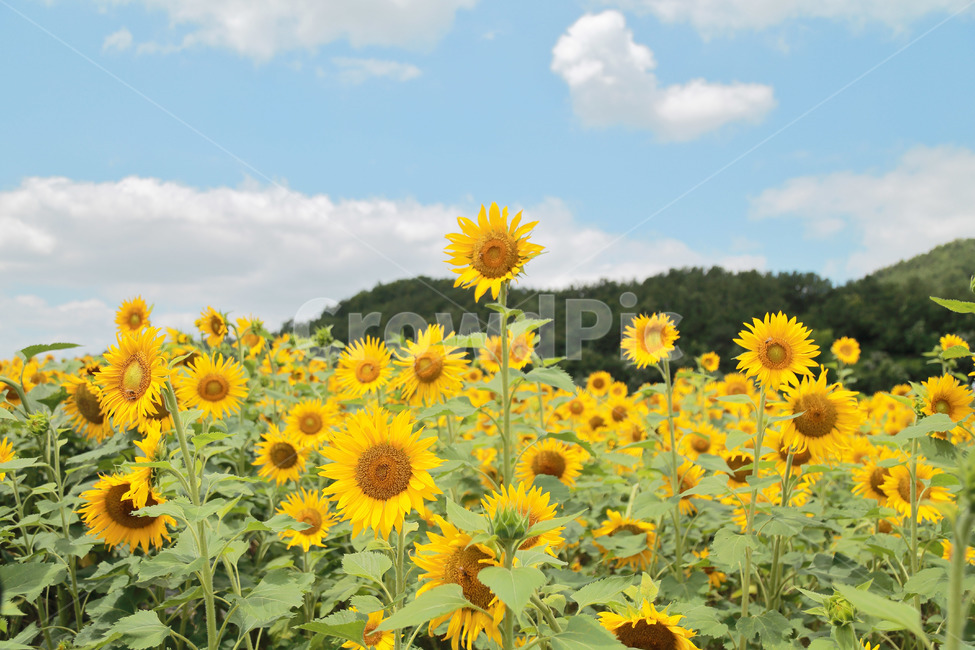 plant,식물,꽃,flower,해바라기,여름,계절,summer,season,식물,자연,plants,nature,꽃,flower,blossom
