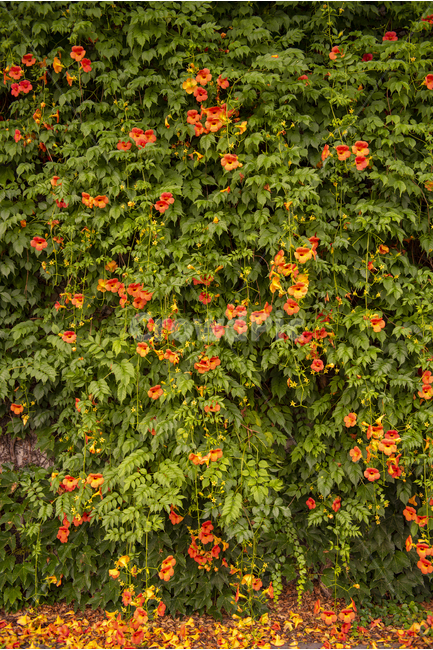 능소화,주황,여름,꽃,flower,trumpetflower,식물,자연,plants,nature,꽃,flower
