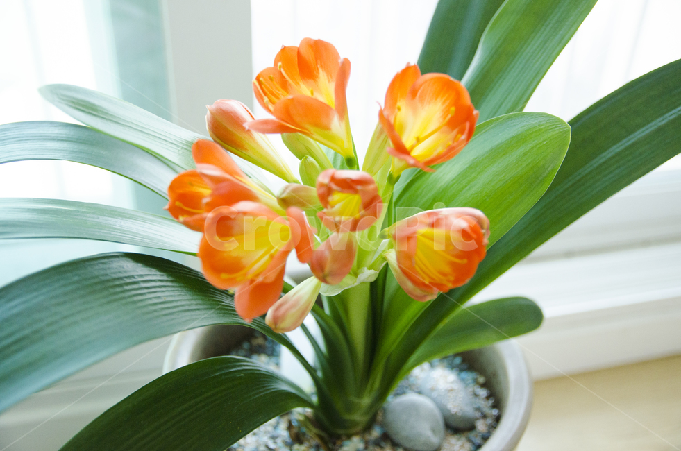 plant,식물,blossom,flower,꽃,kaffirlily,군자란,난,주황색,뷰티풀,아름다움,향기로움,식물,자연,plants,nature,꽃,flower