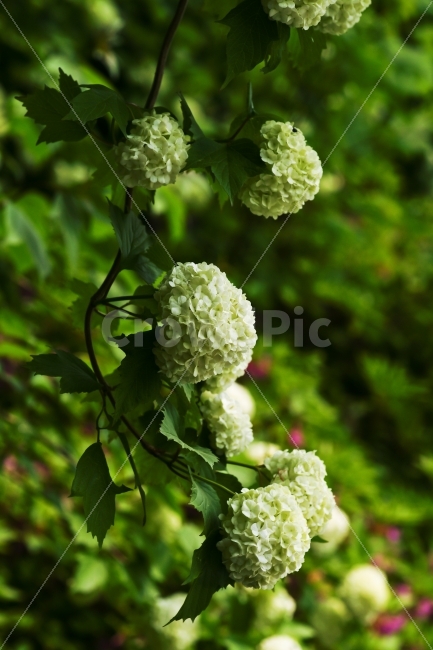 식물,꽃,수국,봄,흰색,녹색,다발,식물,자연,plants,nature,꽃,flower