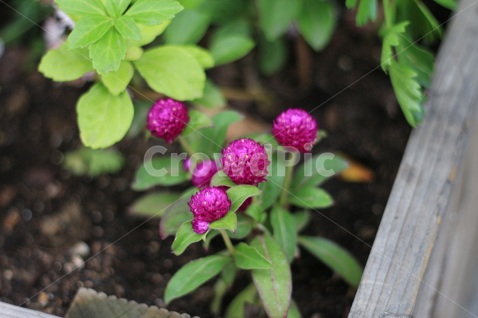 식물,꽃,소소한,소박한,수수한,식물,자연,plants,nature,꽃,flower