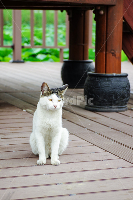고양이,길고양이,야옹이,길냥이,kitty,야생동물,감성,반려동물,생명,cat,길,street,동물,animal,포유류,mammal,고양이,cat,kitten,kitty