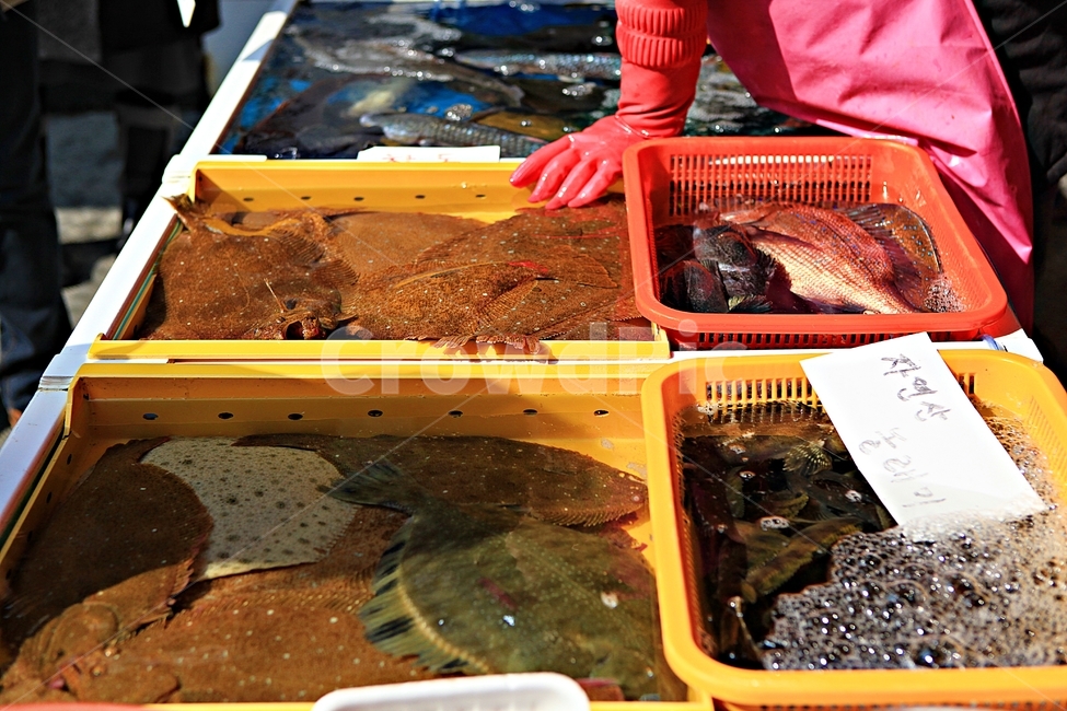 생선,활어,회감용,먹거리,배경,저연,시장,마트,마켓,market,mart,market place,음식,식재료,요리,food,cook,meal,dishes,food reserves,수산물,해산물,fishery products,seafood