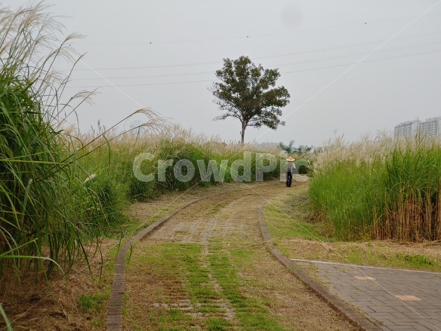 dirtroad,길,ground,road,가을,억새,나무,풍경