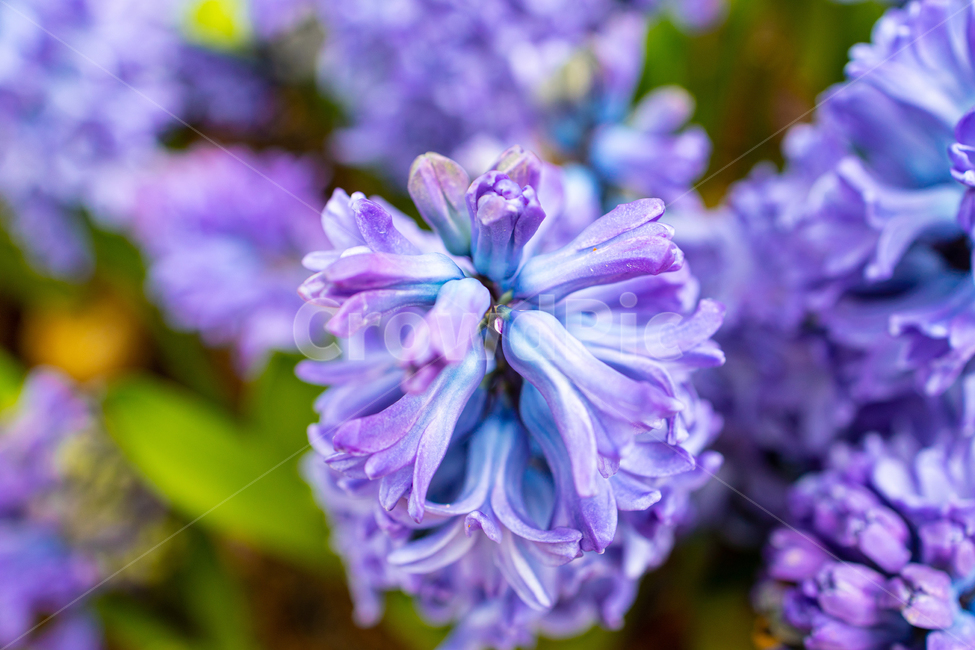 히아신스,꽃,보라색꽃,flower,hyacinthus,접사,꽃접사,식물,자연,plants,nature,꽃,flower