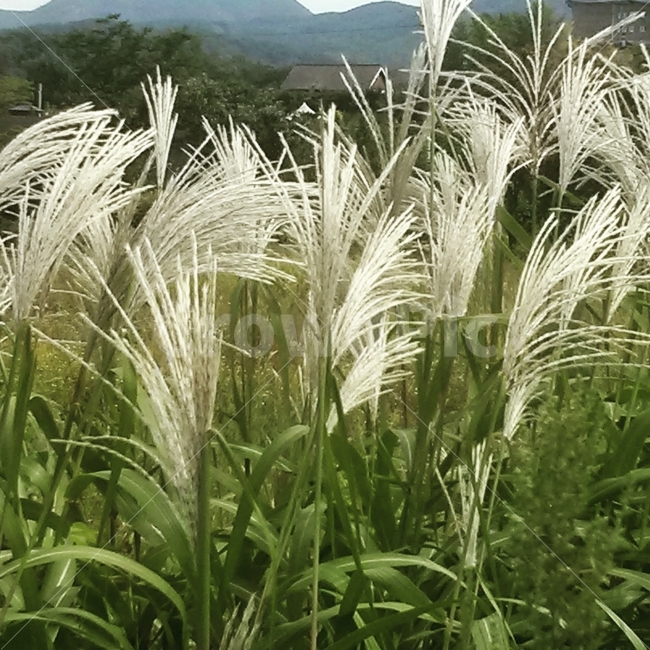 갈대,가을,바람,하늘,집,자연,시골,흰색,이미지,가을,계절,fall,autumn,season,식물,자연,plants,nature,grass,잔디,plant