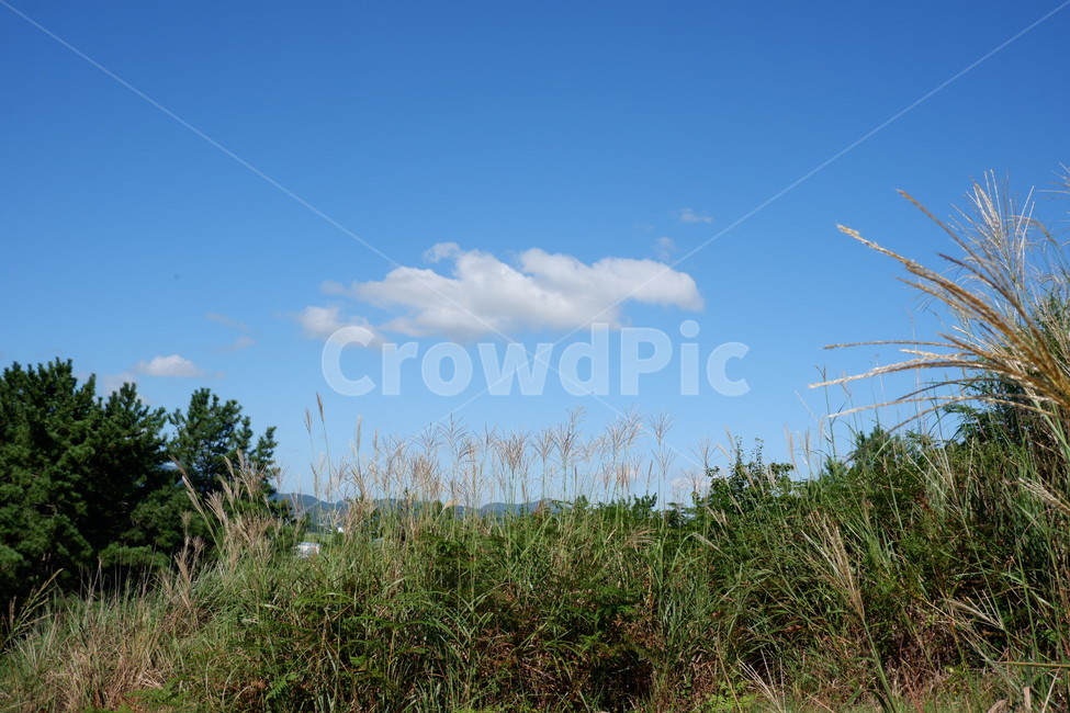 plant,하늘,바람,갈대,가을하늘,구름,흰구름,감성사진,풍경,식물,자연,plants,nature