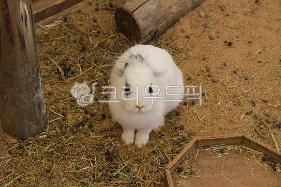 토끼,동물,안성목장,안성팜랜드,안성,rabbit