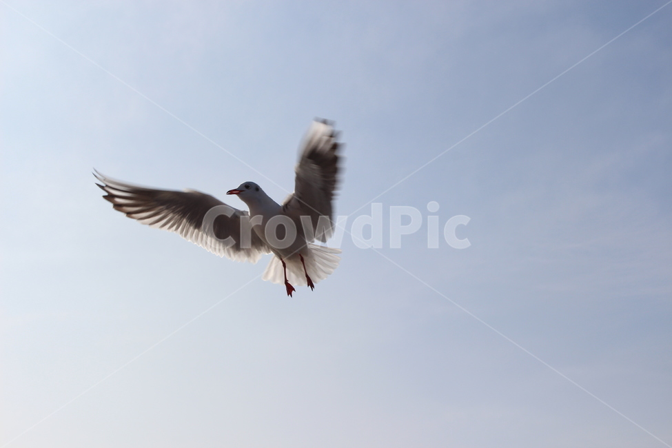 갈매기,조류,새,fly,bird