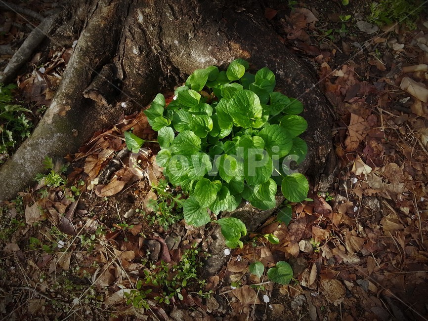 식물,뿌리,녹색,자연,잎,plants,roots,greennature,leaves,식물,자연,plants,nature