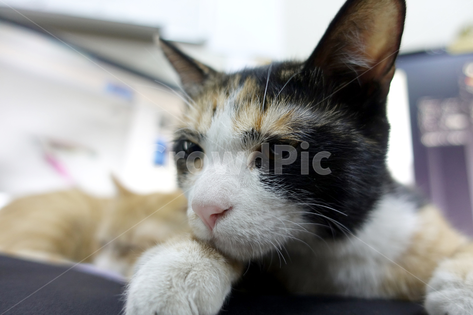 고양이,길고양이,길냥이,동물,코리안숏헤어,동물,animal,포유류,mammal,고양이,cat,kitten,kitty