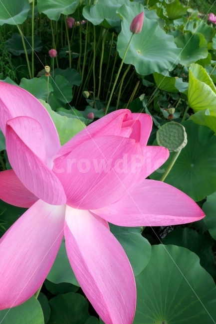 꽃,연꽃,식물,연,연못,식물,자연,plants,nature,꽃,flower