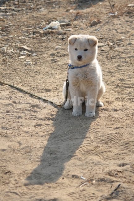 동물,강아지,개,진돗개,백구,동물,animal,포유류,mammal,개,강아지,dog,doggy