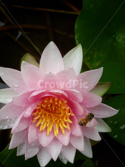 불교,수련,수생식물,연분홍,초파일,식물,자연,plants,nature,꽃,flower,동물,animal,곤충,벌레,insect,bug
