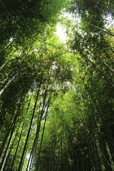 나무,숲,초록,green,tree