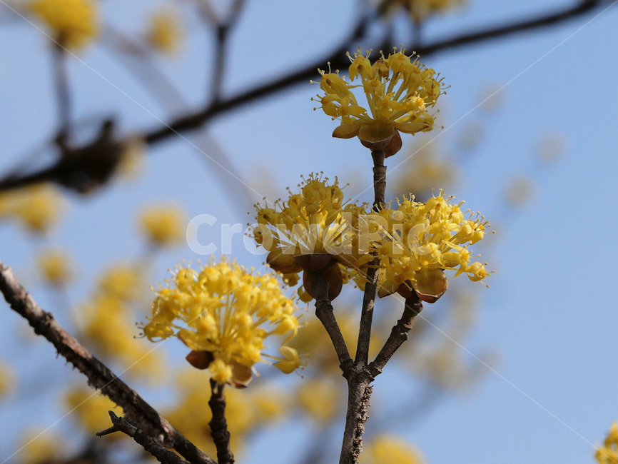 식물,plant,봄,spring,산수유