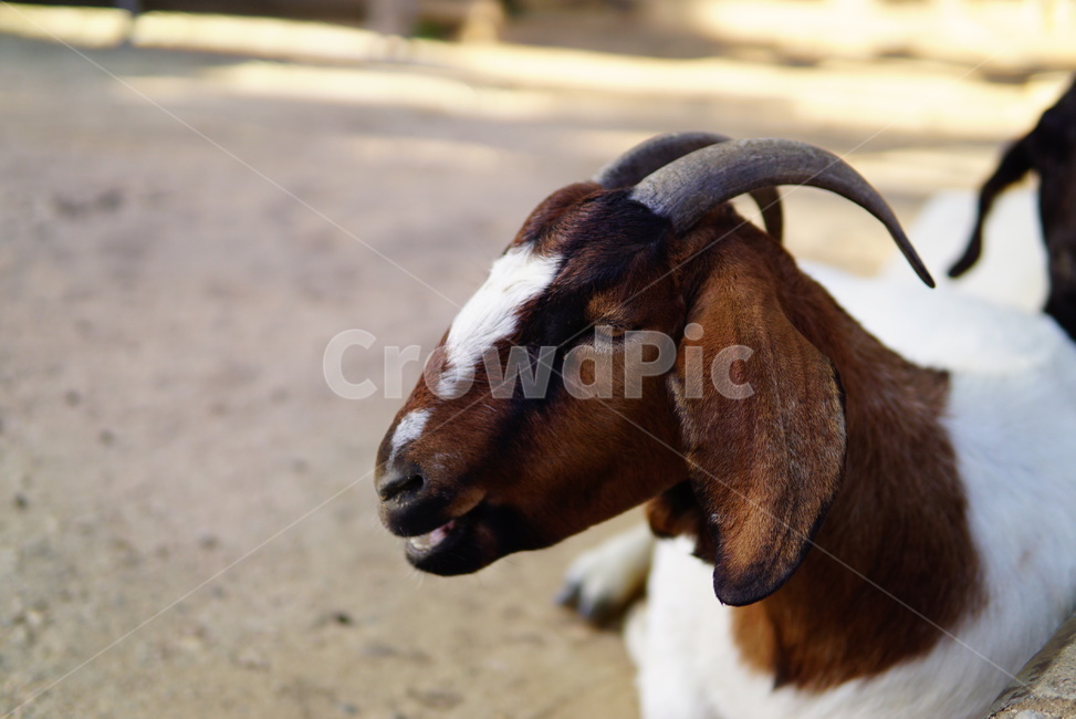 spotted goat,Goat,goat horns,Seoul Grand Park