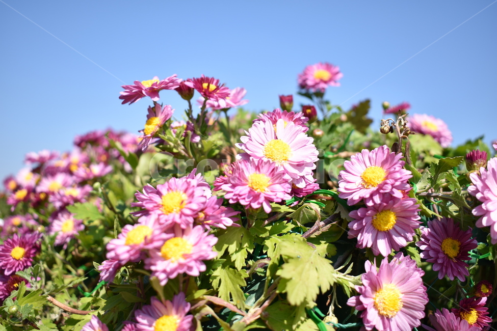 꽃,국화,하늘,맑음,식물,식물,자연,plants,nature,꽃,flower