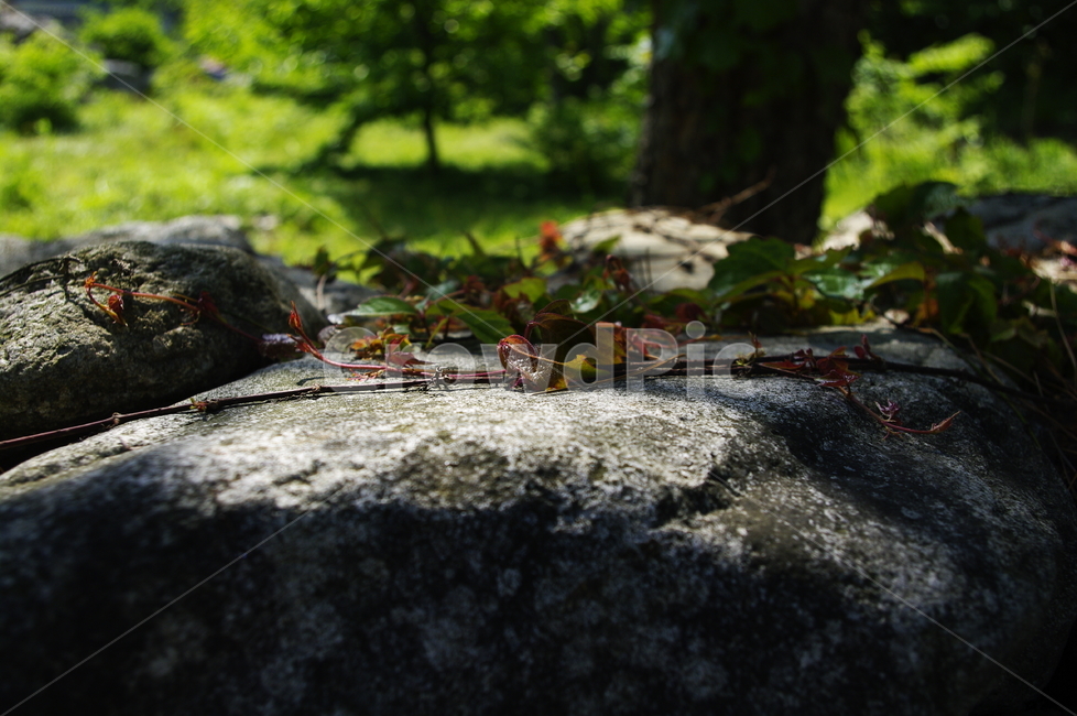 잎,넝쿨,돌,식물,plant,봄,spring,초록,식물,자연,plants,nature