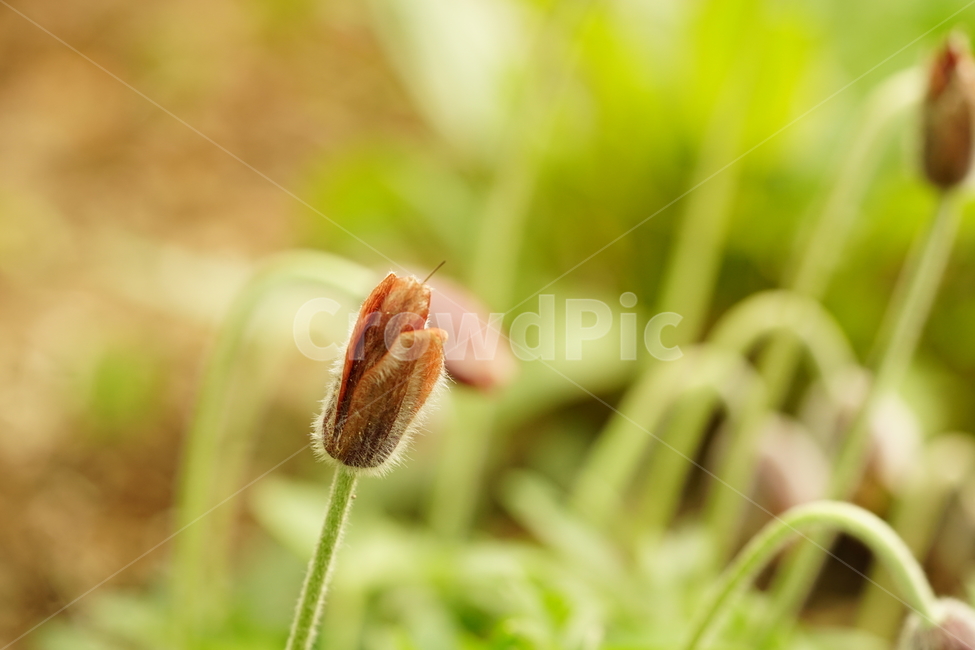 꽃,플라워,할미꽃,자연,접사,식물,생명,접사사진,풍경,꽃사진,flower,봄꽃,계절,식물,자연,plants,nature,꽃,flower,감성,sensible,feeling
