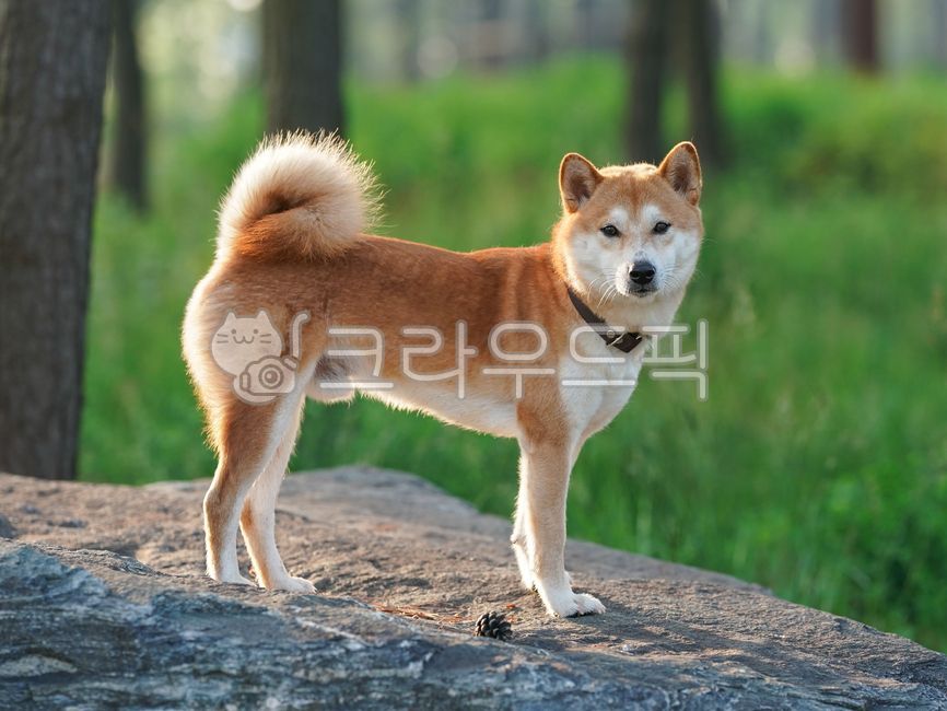 nature,pose,tree,wonderful,cute,outdoor,Pets,shibainu,outdoors,puppy,grass,Shiba Inu,animal,pet dog,mammalia,dog,pet,park