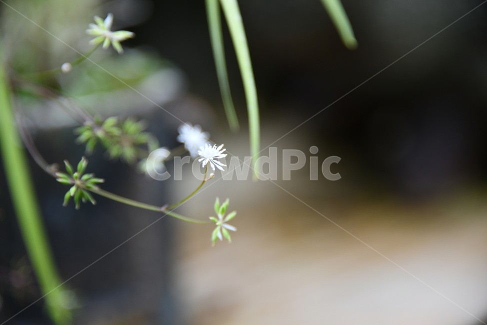 꽃,자연,식물,야생화,nature,flower,감성,feeling,배경,백그라운드