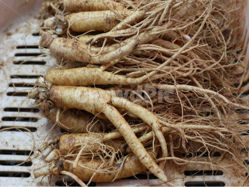 인삼,약재,식물,뿌리,plant